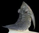 Detailed Zlichovaspis Trilobite - Atchana, Morocco #46444-3